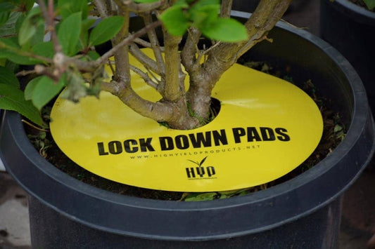 Lockdown Pads